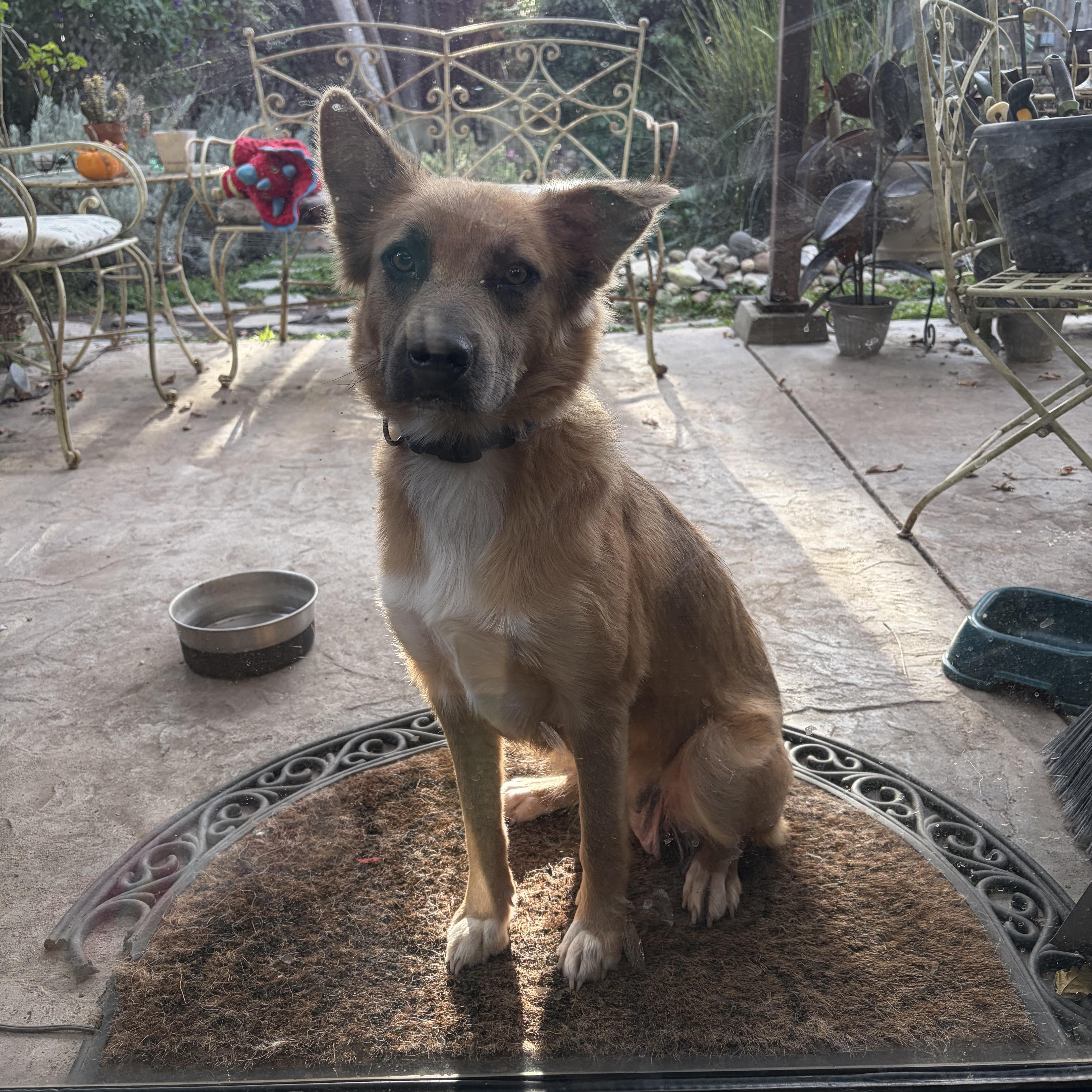 Enlarge Calista, an adopted mixed breed in Santa Maria, CA image 4/6