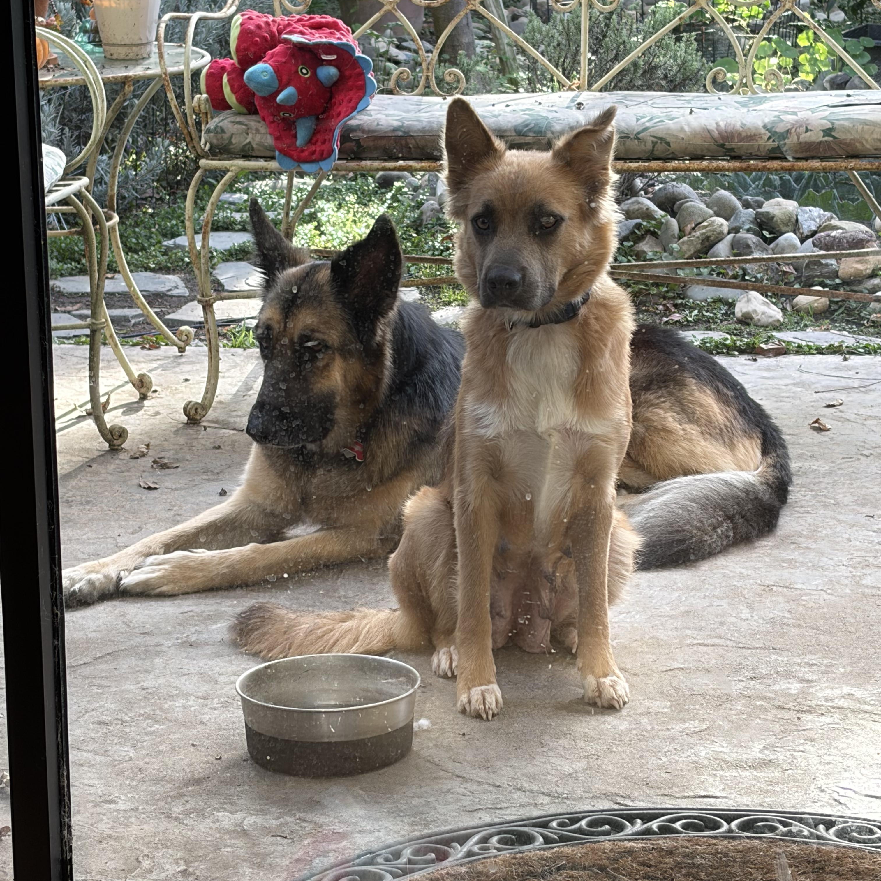 Enlarge Calista, an adopted mixed breed in Santa Maria, CA image 3/6