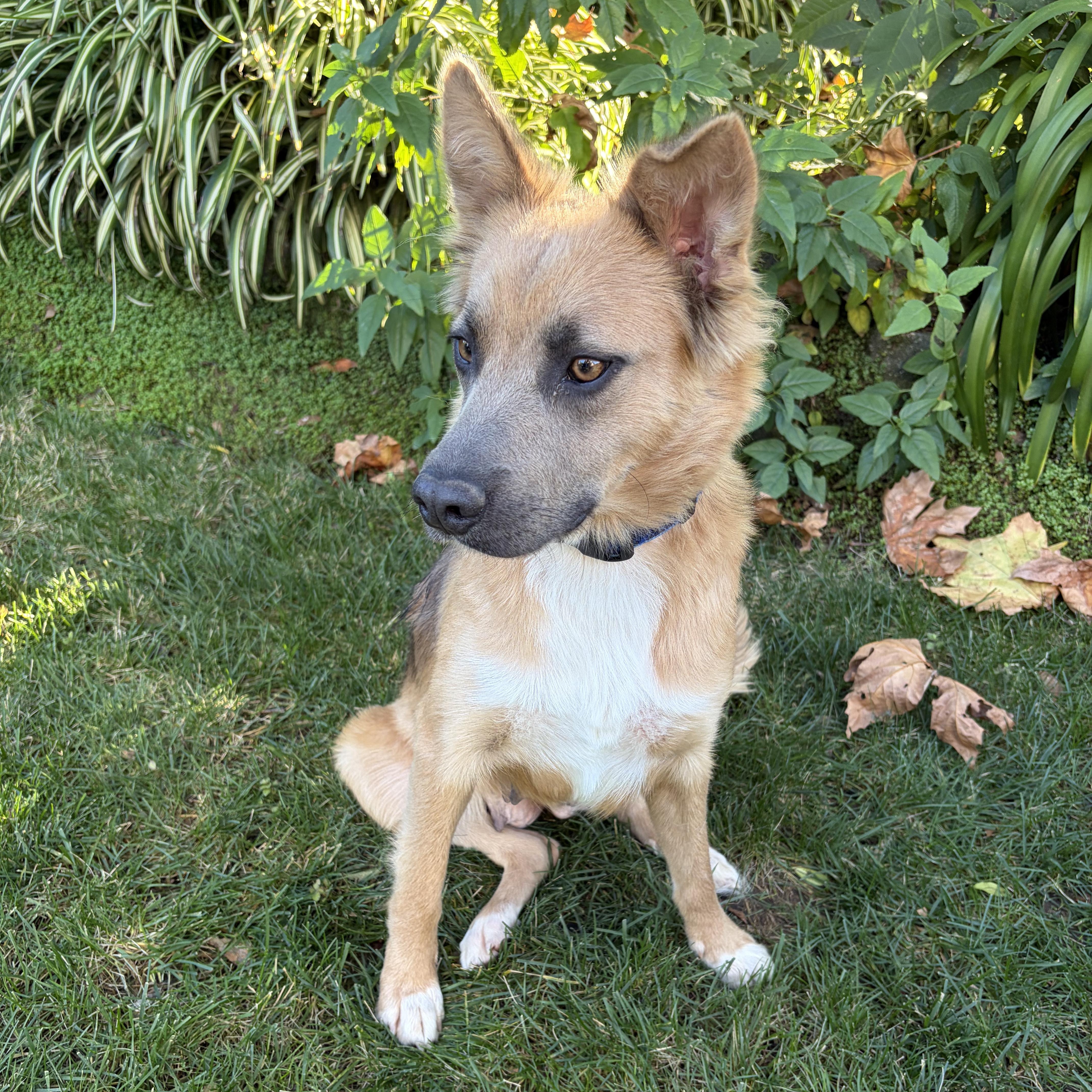 Calista, adopted, Adult Female German Shepherd Dog.