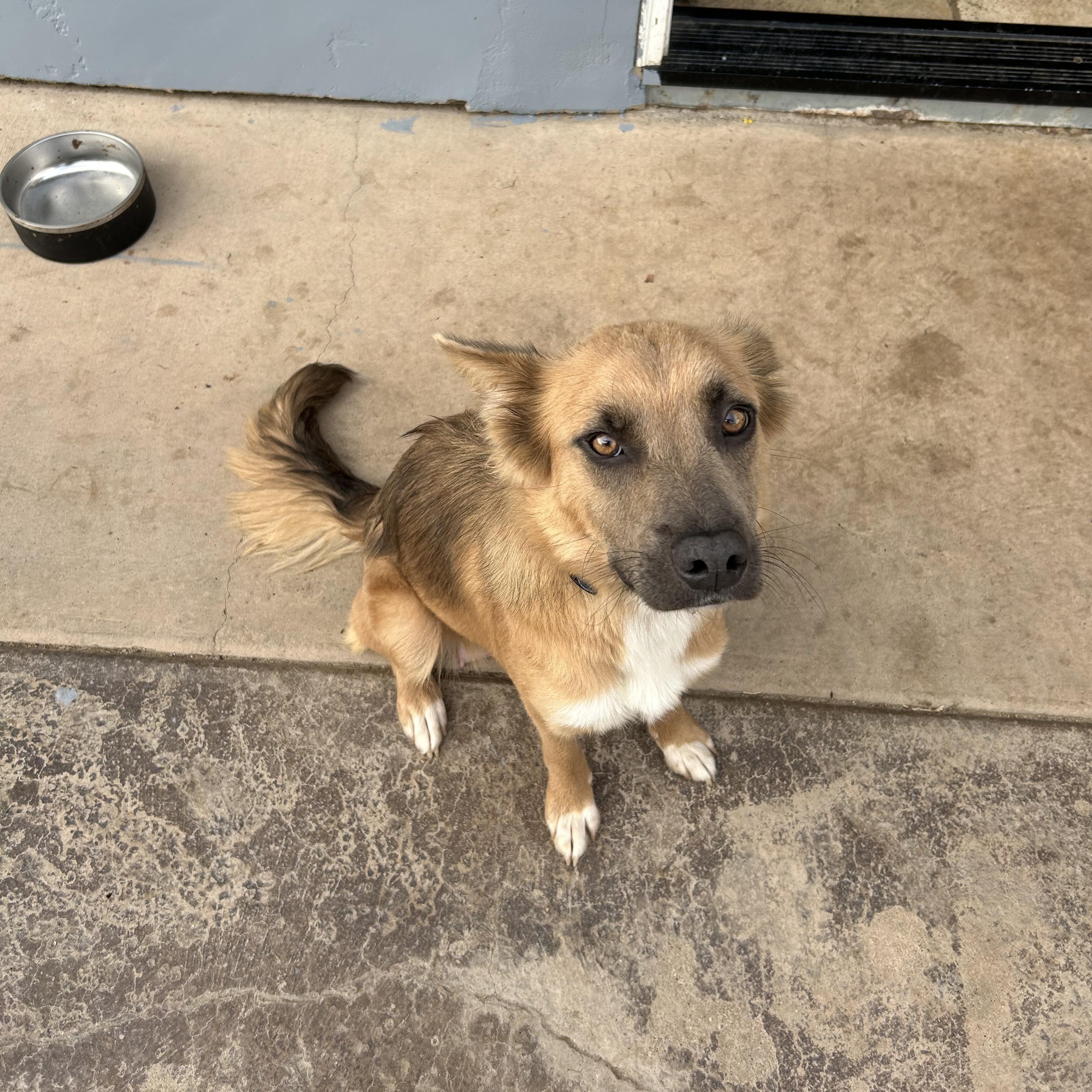 Enlarge Calista, an adopted mixed breed in Santa Maria, CA image 5/6