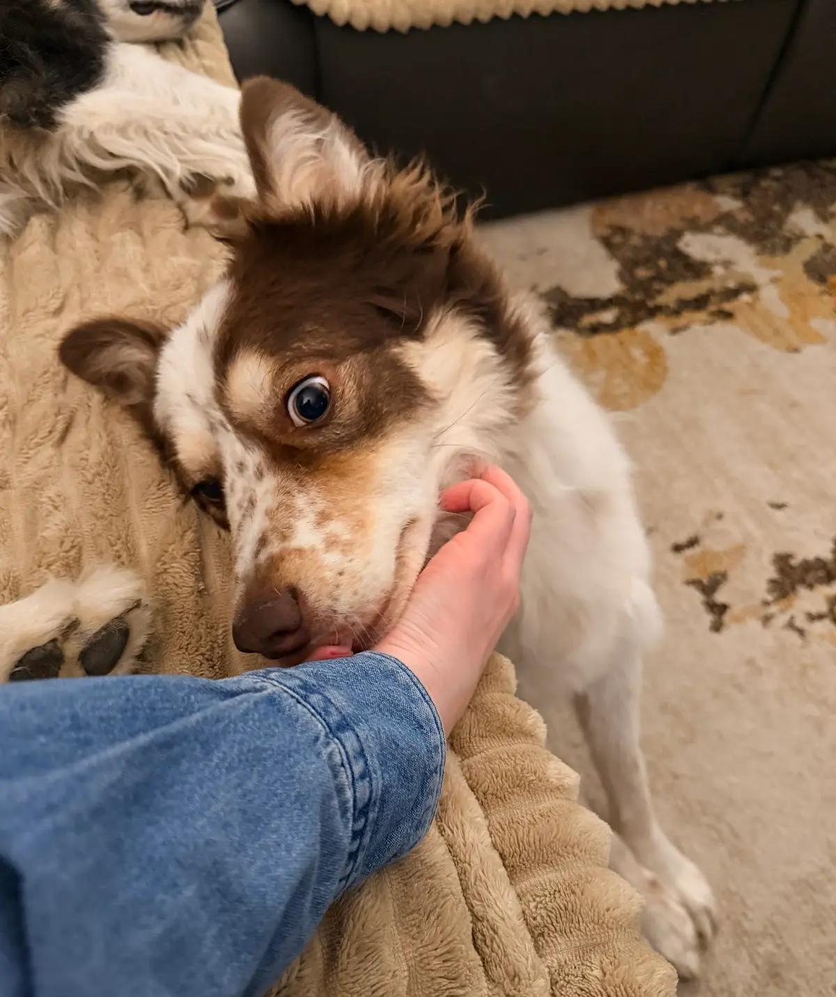 Joey — thumbnail 2