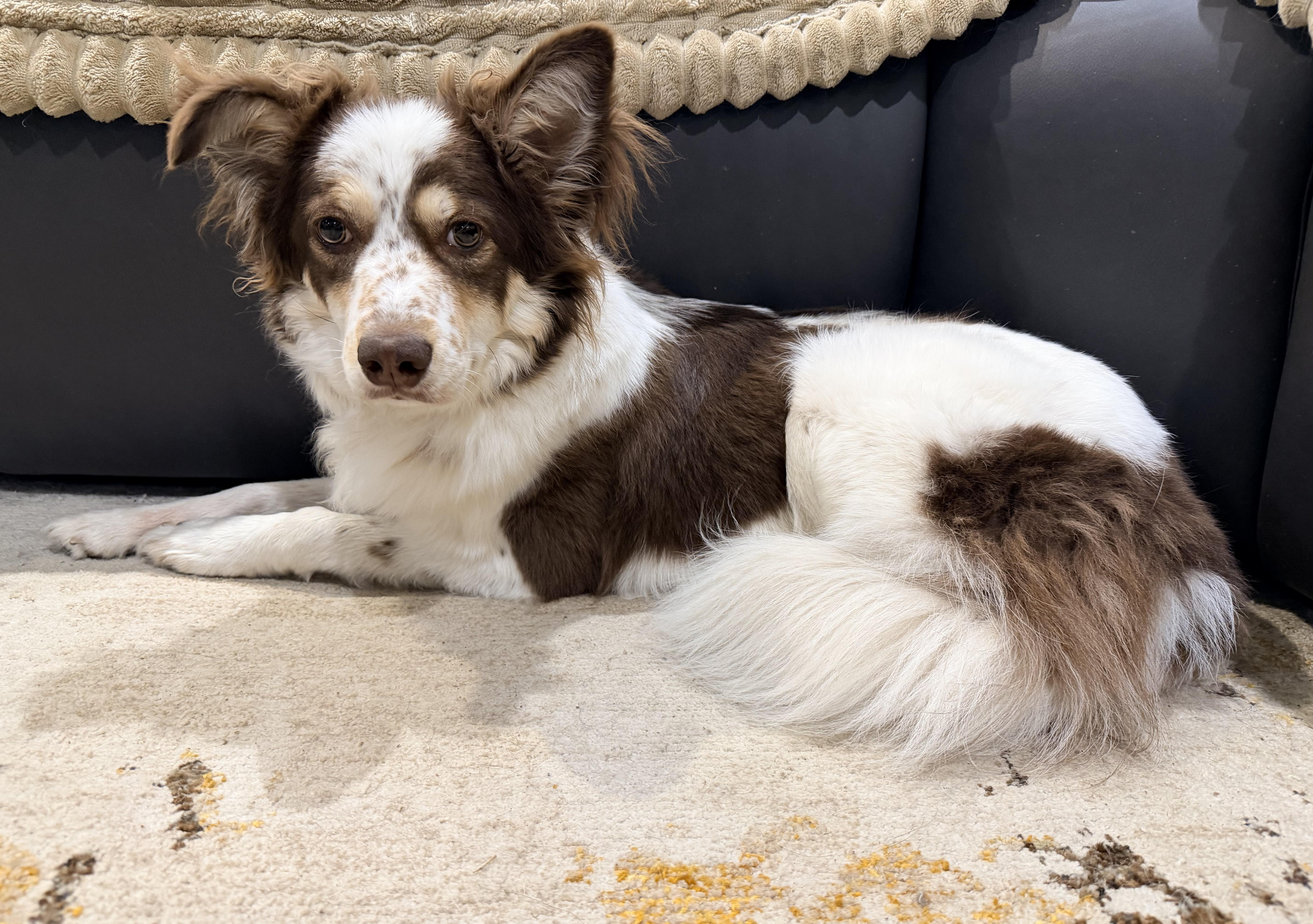 Joey — thumbnail 3