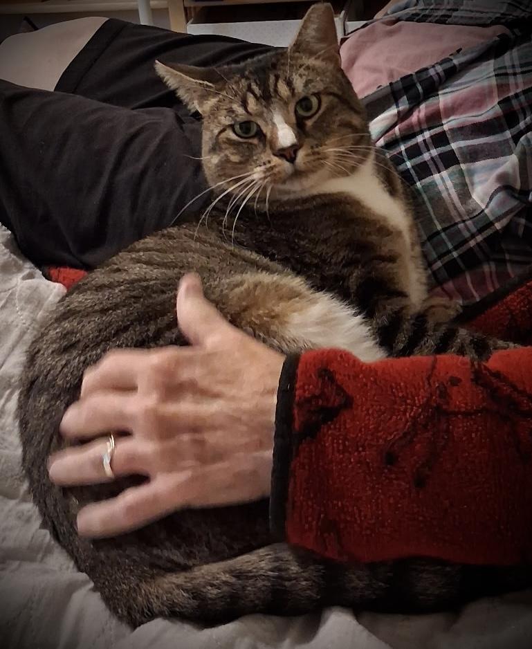Enlarge 18 lb cuddly, friendly boy needs a home, a Adopted mixed breed in Everett, WA image 1/6