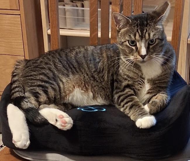 Enlarge 18 lb cuddly, friendly boy needs a home, a Adopted mixed breed in Everett, WA image 6/6