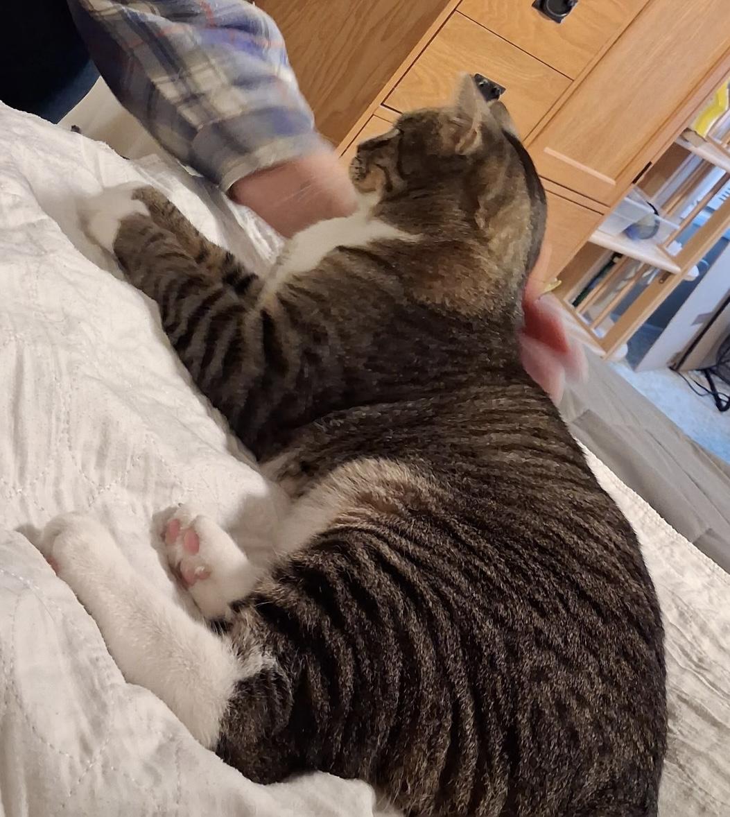 Enlarge 18 lb cuddly, friendly boy needs a home, a Adopted mixed breed in Everett, WA image 2/6