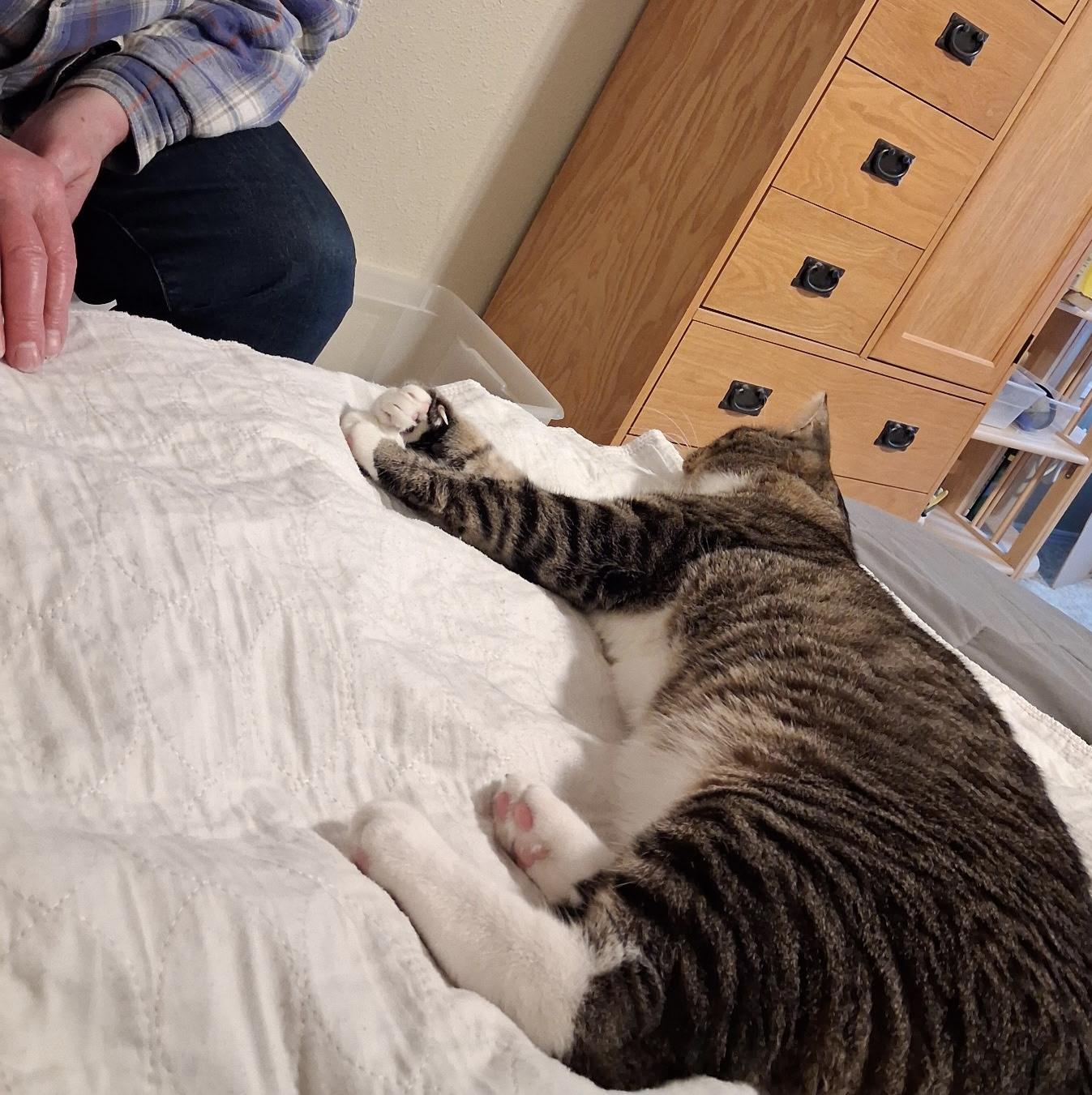 Enlarge 18 lb cuddly, friendly boy needs a home, a Adopted mixed breed in Everett, WA image 5/6