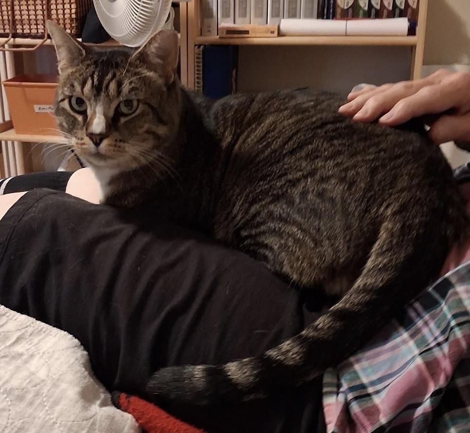 Enlarge 18 lb cuddly, friendly boy needs a home, a Adopted mixed breed in Everett, WA image 4/6