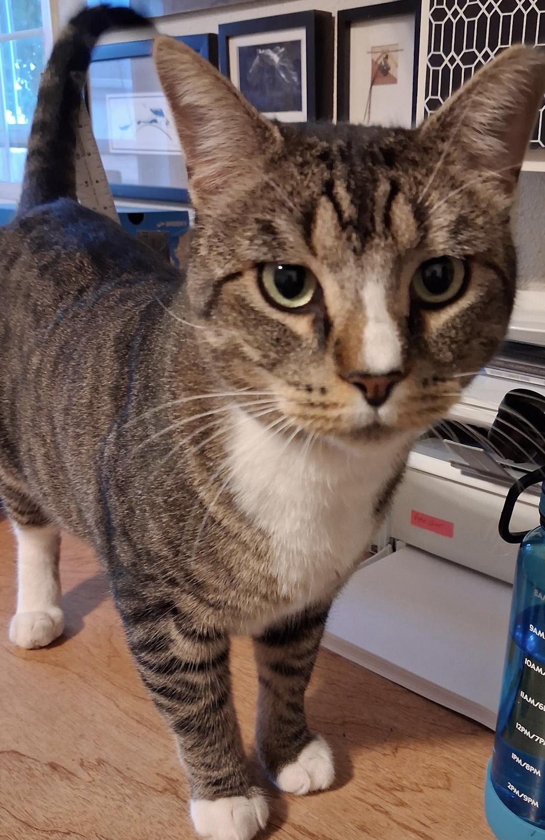 Enlarge 18 lb cuddly, friendly boy needs a home, a Adopted mixed breed in Everett, WA image 3/6