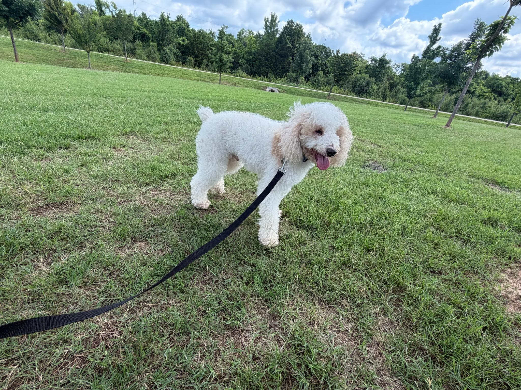 Billy-COMING SOON, an adopted mixed breed in Nashville, TN image 3/4