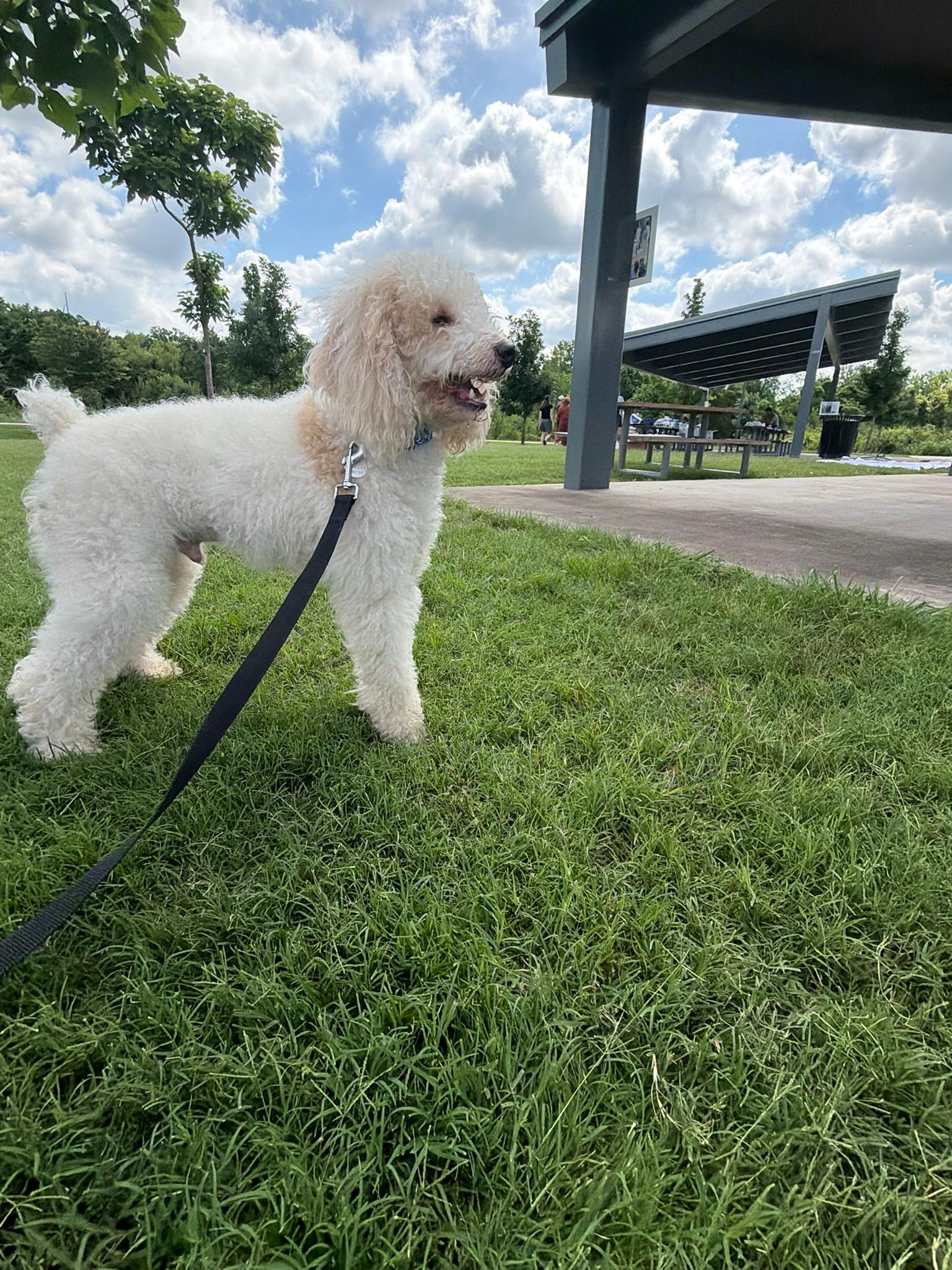 Billy-COMING SOON, adopted, Young Male Miniature Poodle.