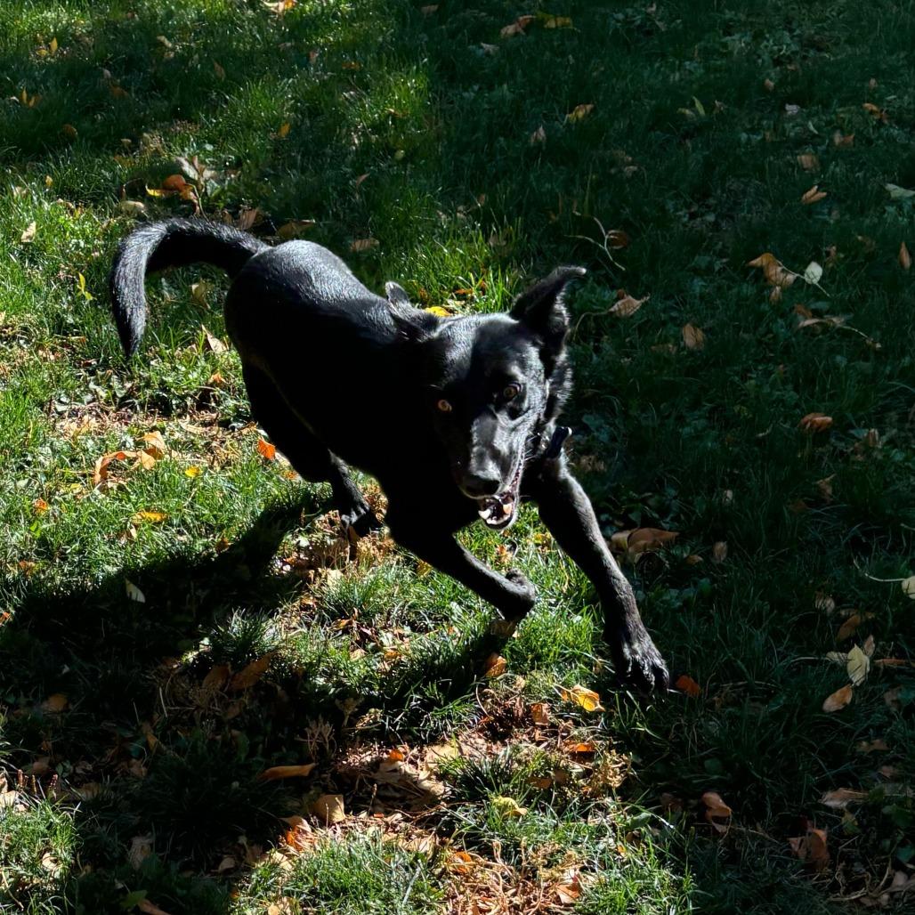 Hobbs, Adoptable, Adult Male Border Collie.