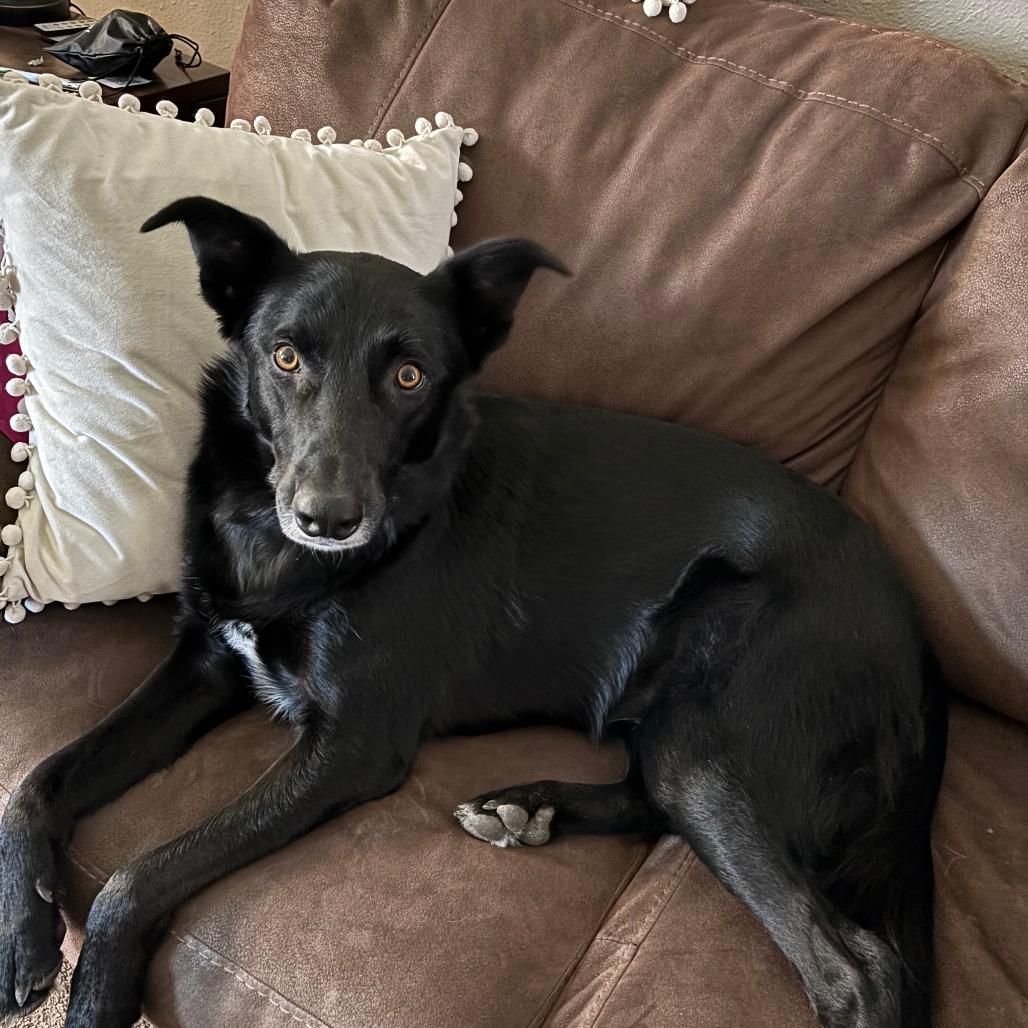 Enlarge Hobbs, a Adoptable mixed breed in Colorado Springs, CO image 3/6
