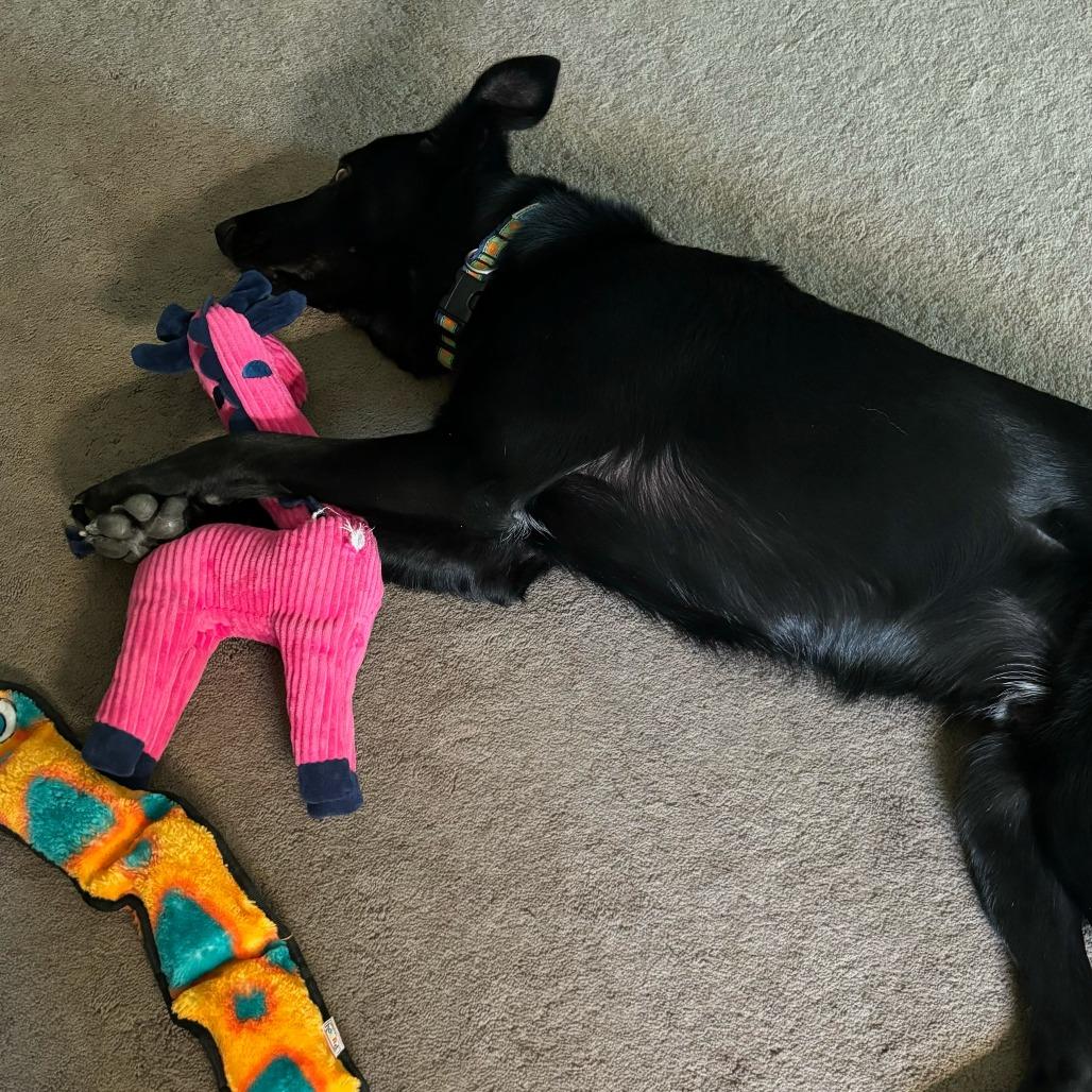 Enlarge Hobbs, a Adoptable mixed breed in Colorado Springs, CO image 5/6