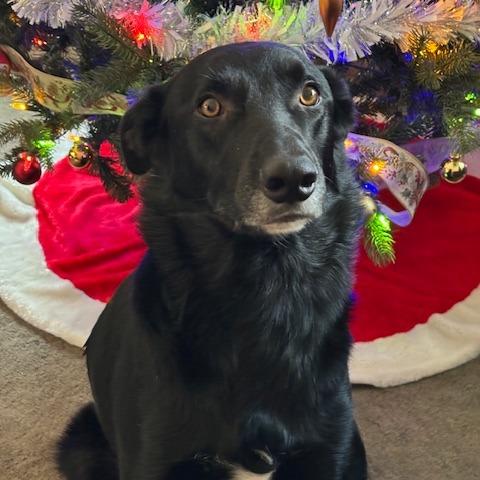 Enlarge Hobbs, a Adoptable mixed breed in Colorado Springs, CO image 6/6