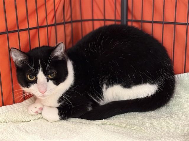 Enlarge CLEOPATRA, a Adoptable Domestic Short Hair in Alameda, CA image 1/1