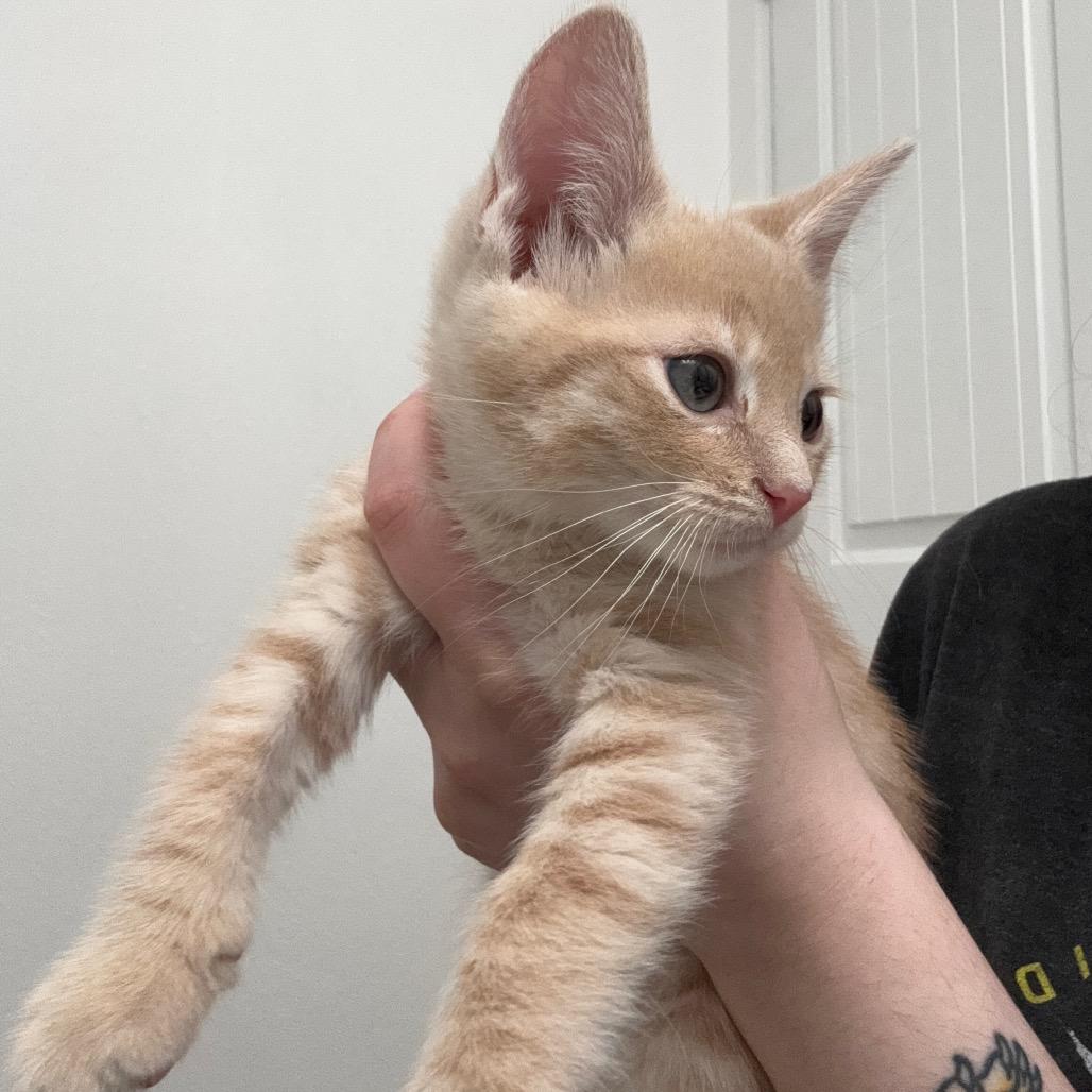 Leo, Adoptable, Kitten Male Domestic Short Hair & Domestic Short Hair.