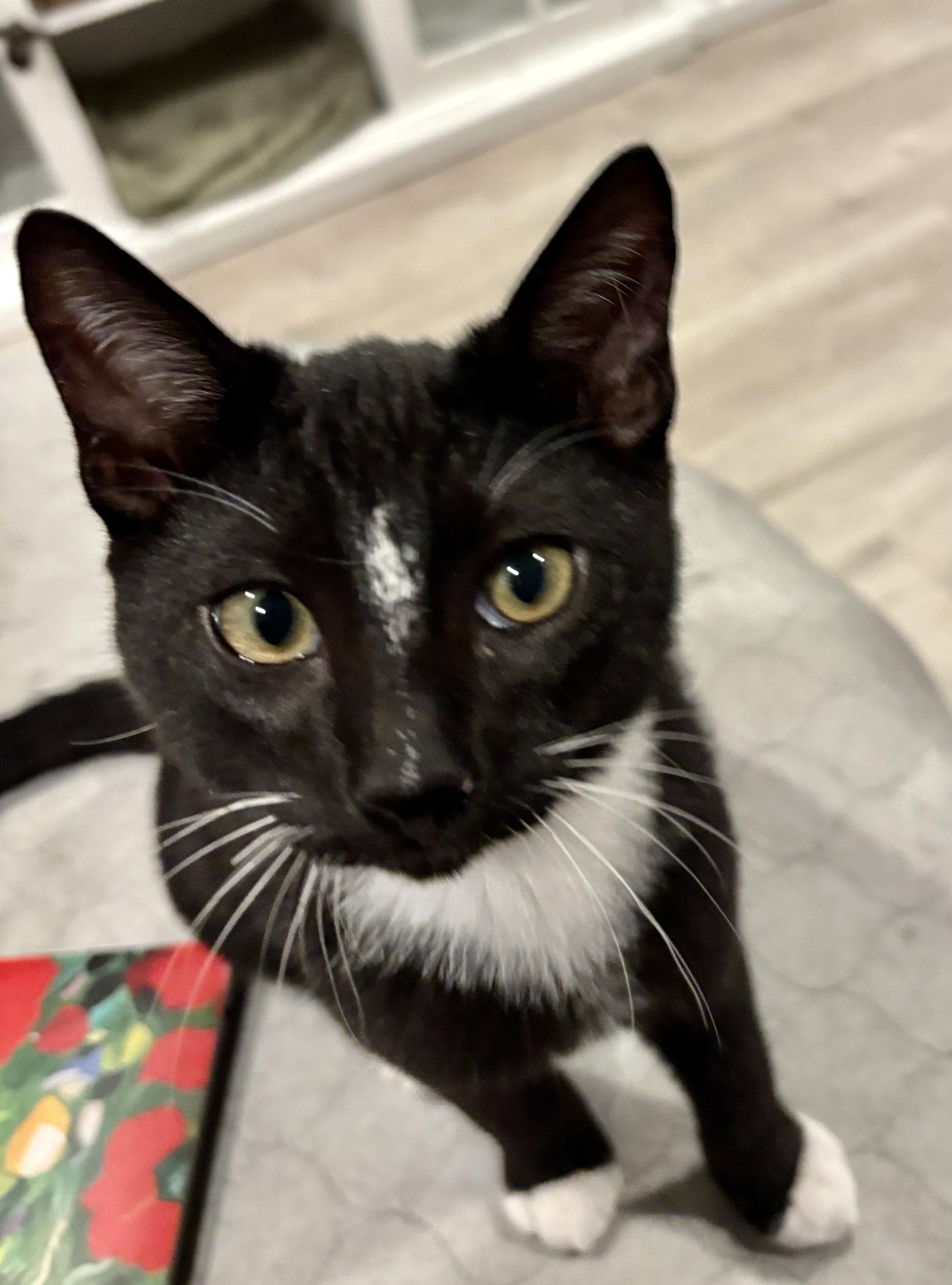 Harry, Adoptable, Young Male Tuxedo.