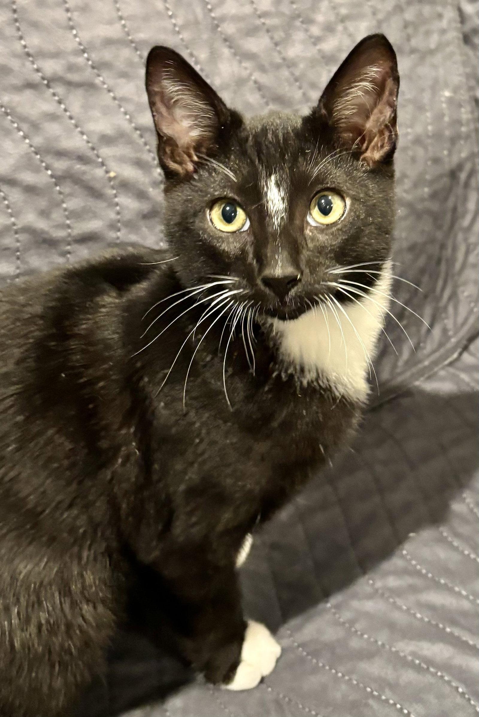 Harry, a Adoptable Tuxedo in Antioch, CA image 3/3