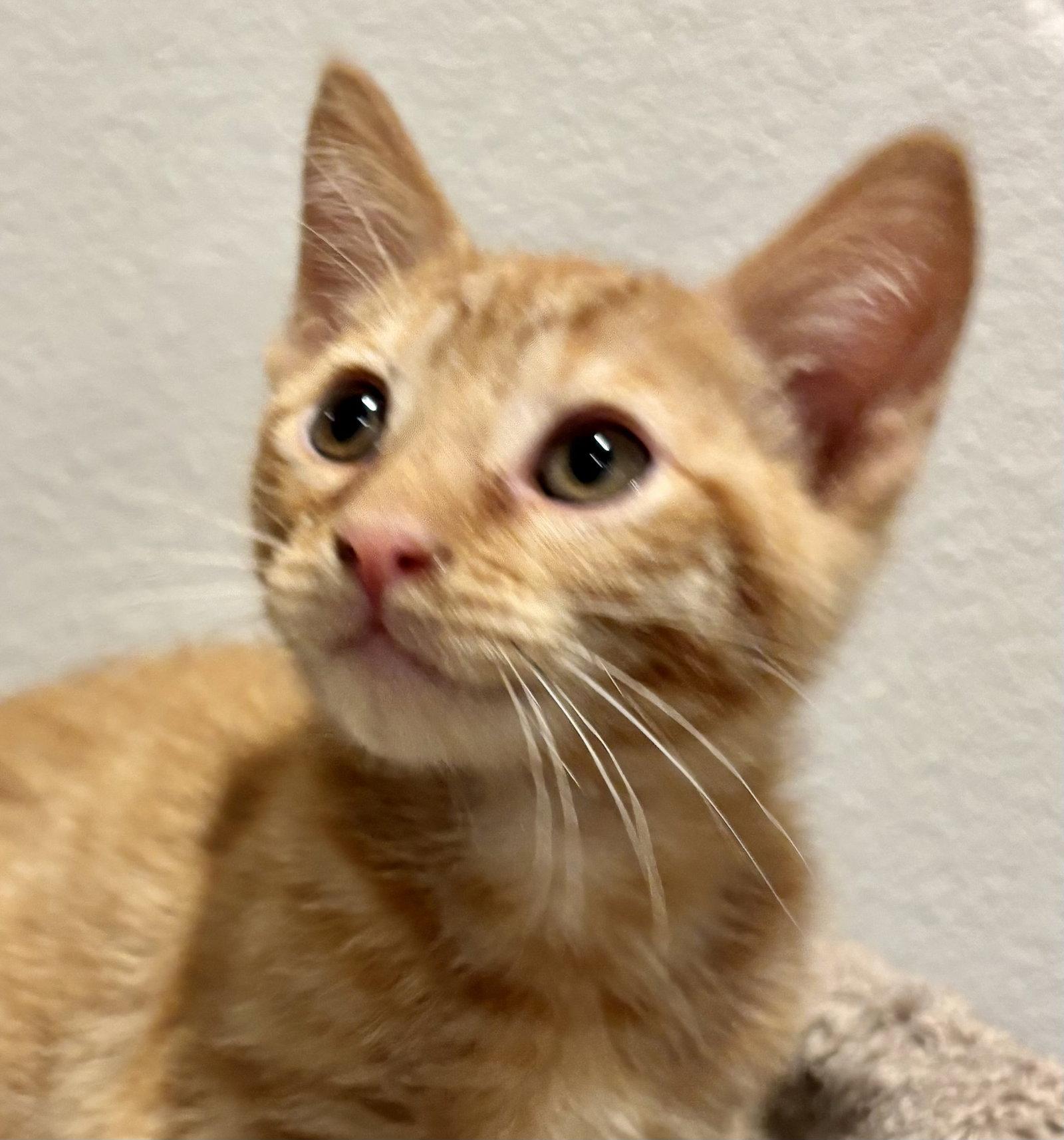 Enlarge Harry (bonded with George), a Adoptable Tuxedo in Antioch, CA image 2/3