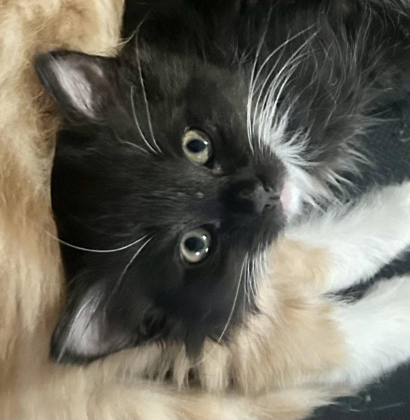 Enlarge Harry (bonded with George), a Adoptable Tuxedo in Antioch, CA image 3/3
