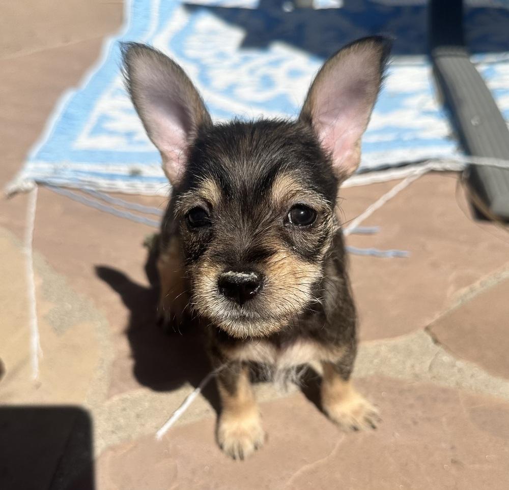 Enlarge Chloe, an adopted Schnauzer in TUCSON, AZ image 5/5