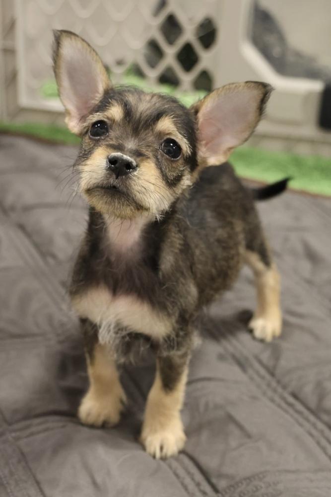 Enlarge Chloe, an adopted Schnauzer in TUCSON, AZ image 2/5