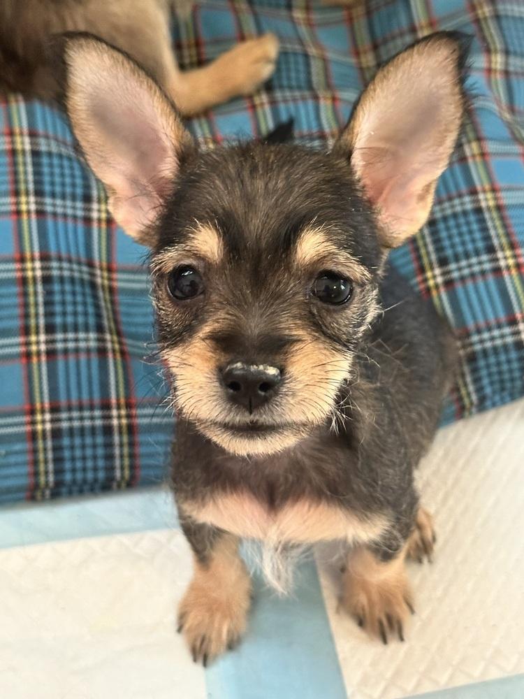 Enlarge Chloe, an adopted Schnauzer in TUCSON, AZ image 1/5