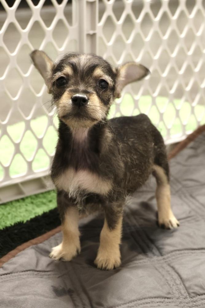 Enlarge Chloe, an adopted Schnauzer in TUCSON, AZ image 4/5