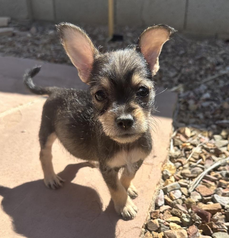 Enlarge Chloe, an adopted Schnauzer in TUCSON, AZ image 3/5