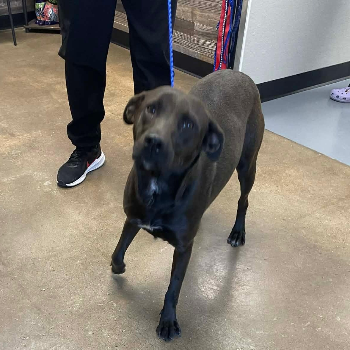 Enlarge Kiss, a ADOPTABLE Chocolate Labrador Retriever in Barkhamsted, CT image 3/3