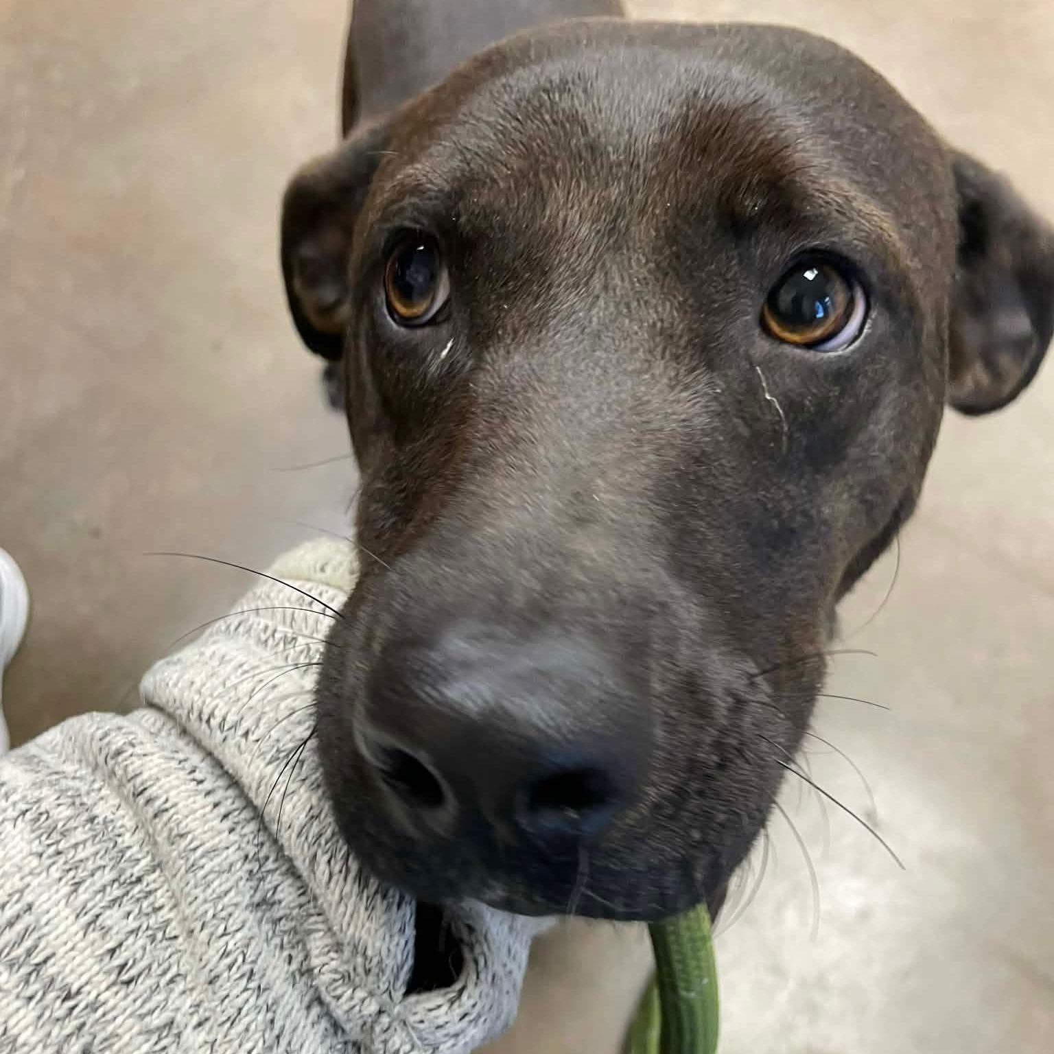 Enlarge Kiss, a ADOPTABLE Chocolate Labrador Retriever in Barkhamsted, CT image 1/3