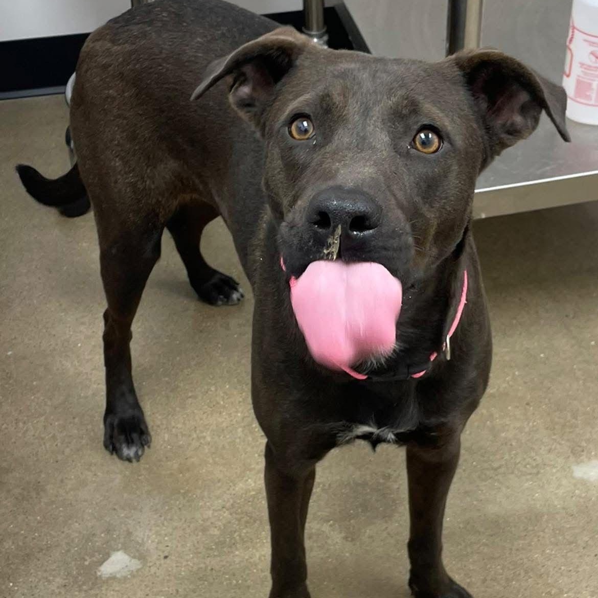 Enlarge Kiss, a ADOPTABLE Chocolate Labrador Retriever in Barkhamsted, CT image 2/3