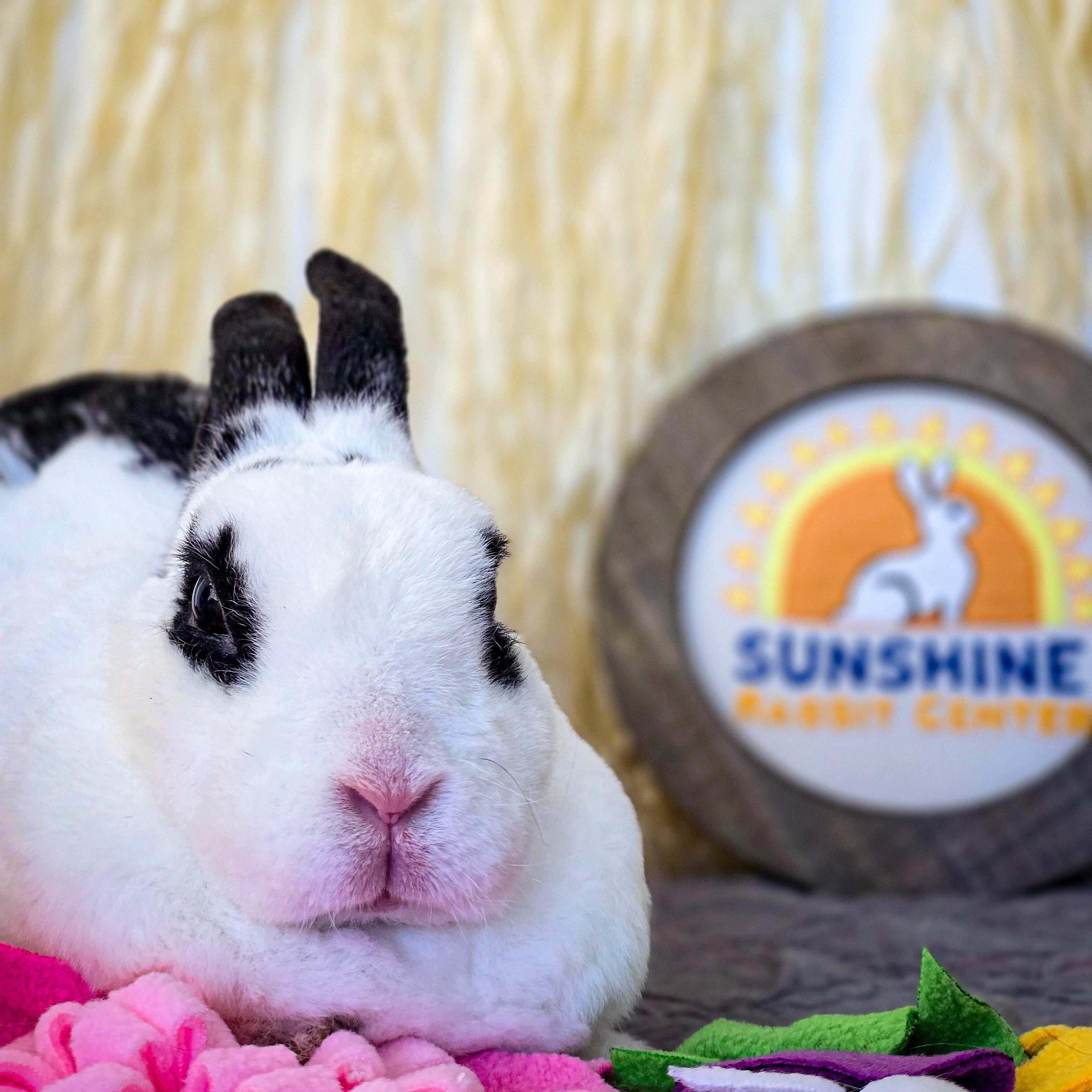 Enlarge Bailey, a Adopted mixed breed in Long Beach, CA image 2/3