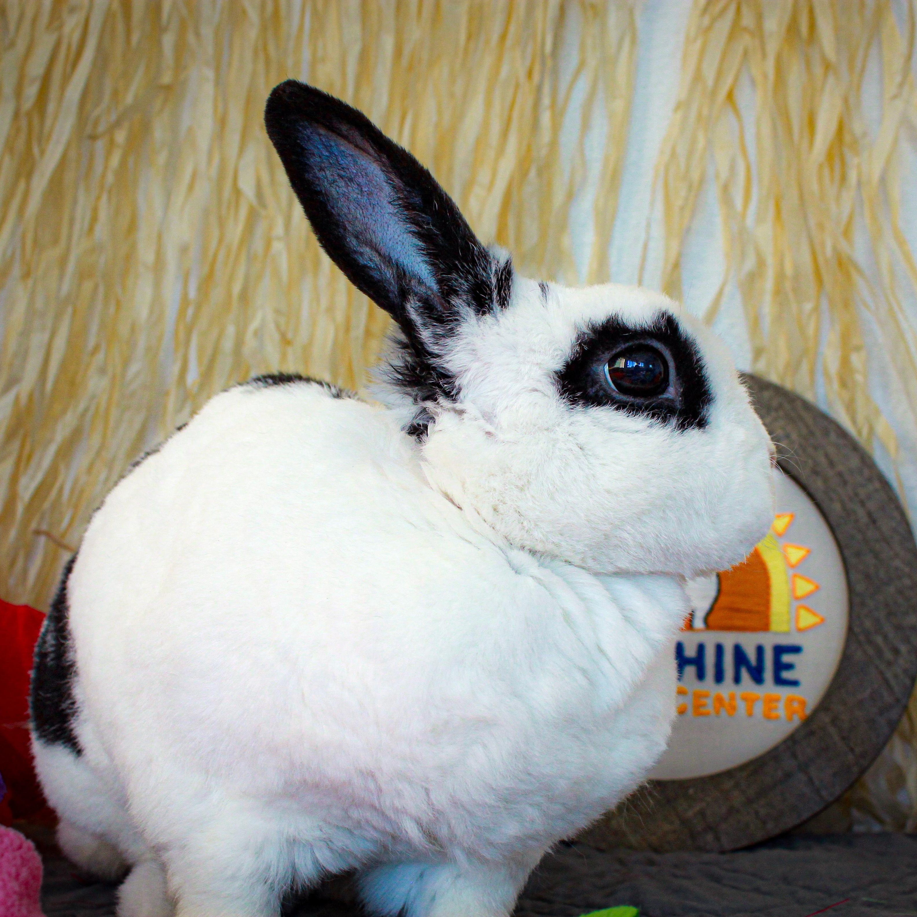 Enlarge Bailey, a Adopted mixed breed in Long Beach, CA image 3/3