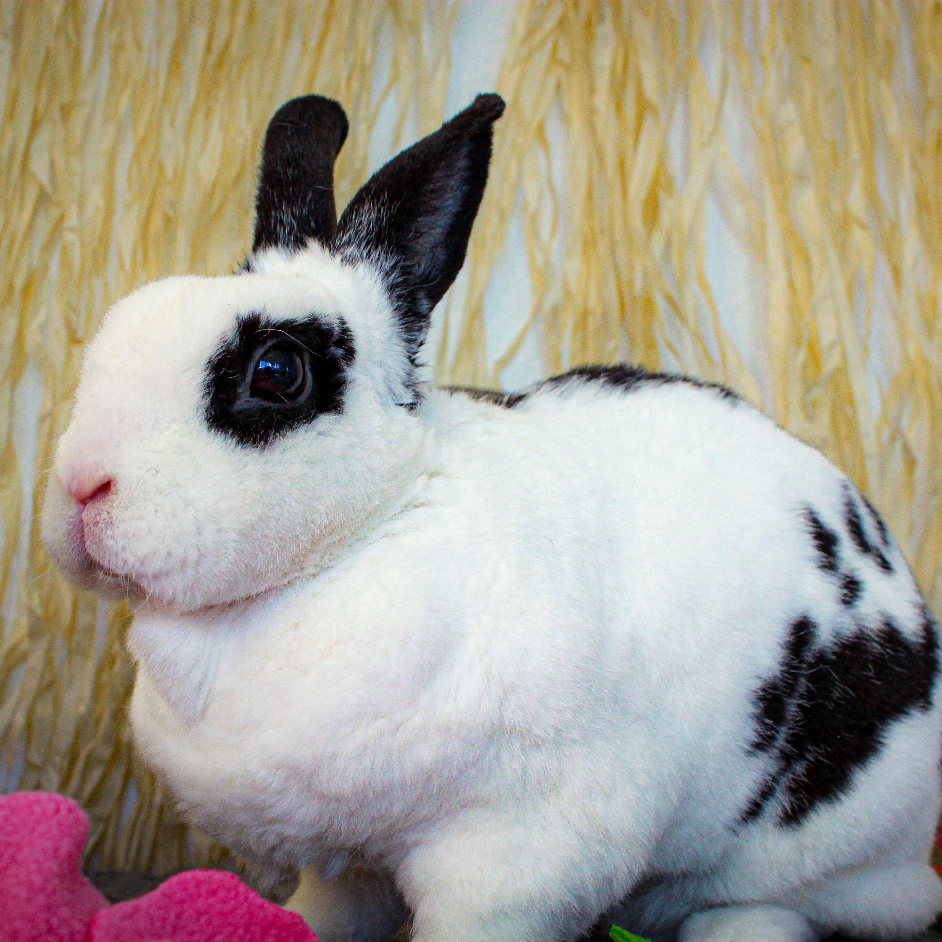 Enlarge Bailey, a Adopted mixed breed in Long Beach, CA image 1/3