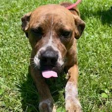 Willow, a Adoptable mixed breed in Newport, NC image 1/6