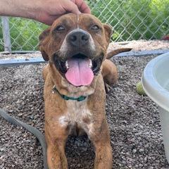 Willow, a Adoptable mixed breed in Newport, NC image 2/6