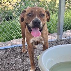 Willow, a Adoptable mixed breed in Newport, NC image 3/6