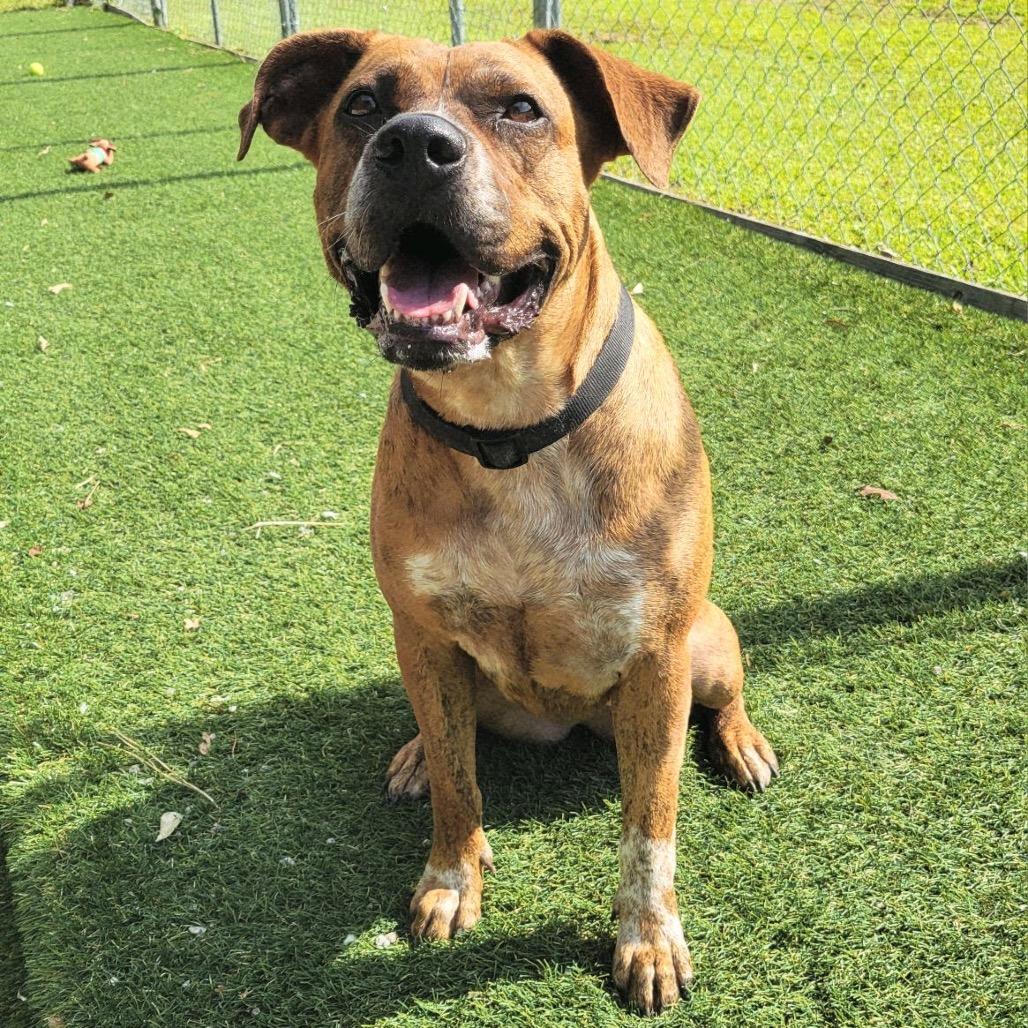 Enlarge Willow, a Adoptable mixed breed in Newport, NC image 4/6