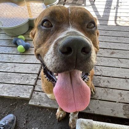 Willow, a Adoptable mixed breed in Newport, NC image 4/6