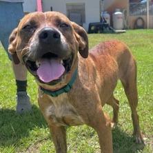 Willow, a Adoptable mixed breed in Newport, NC image 5/6