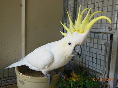 Enlarge Coming Soon - Merlin Medium Sulfur Crested Cockatoo 4 women Only, a ADOPTABLE Cockatoo in Vancouver, WA image 1/3