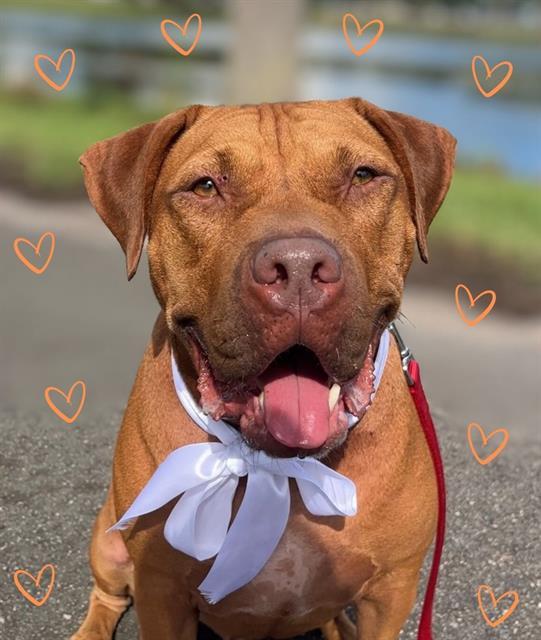 ROOST, Adoptable, Adult Male American Bulldog & Mixed Breed.
