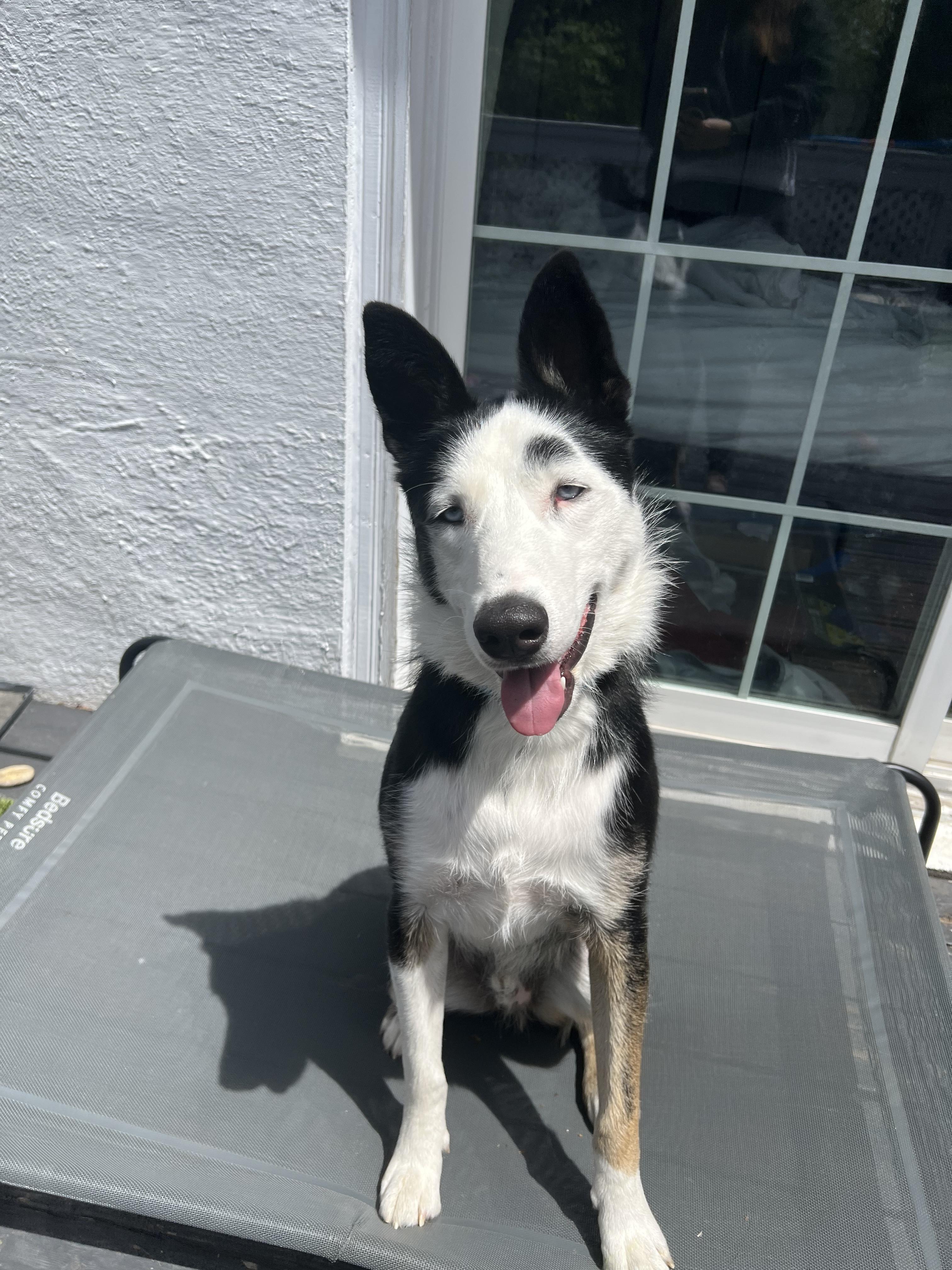 Arbutus (20240723-06), an adoptable Husky in Toronto, ON, M5H 2N2 | Photo Image 4