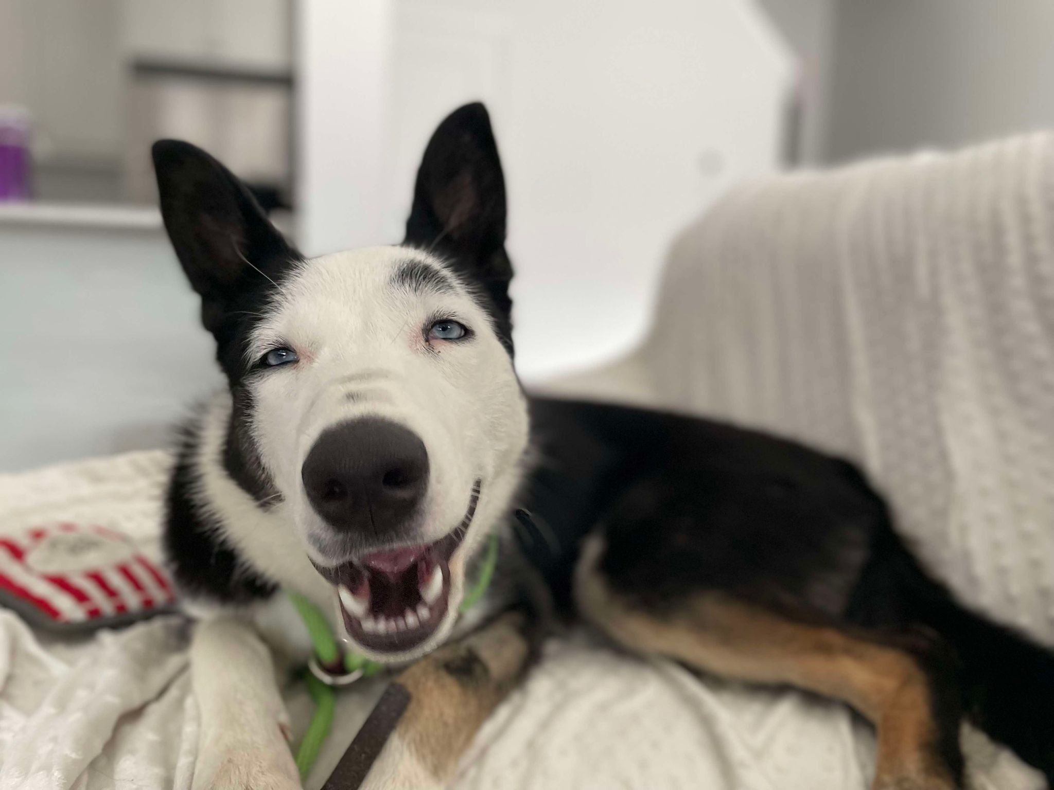 Arbutus (20240723-06), Young Male Husky