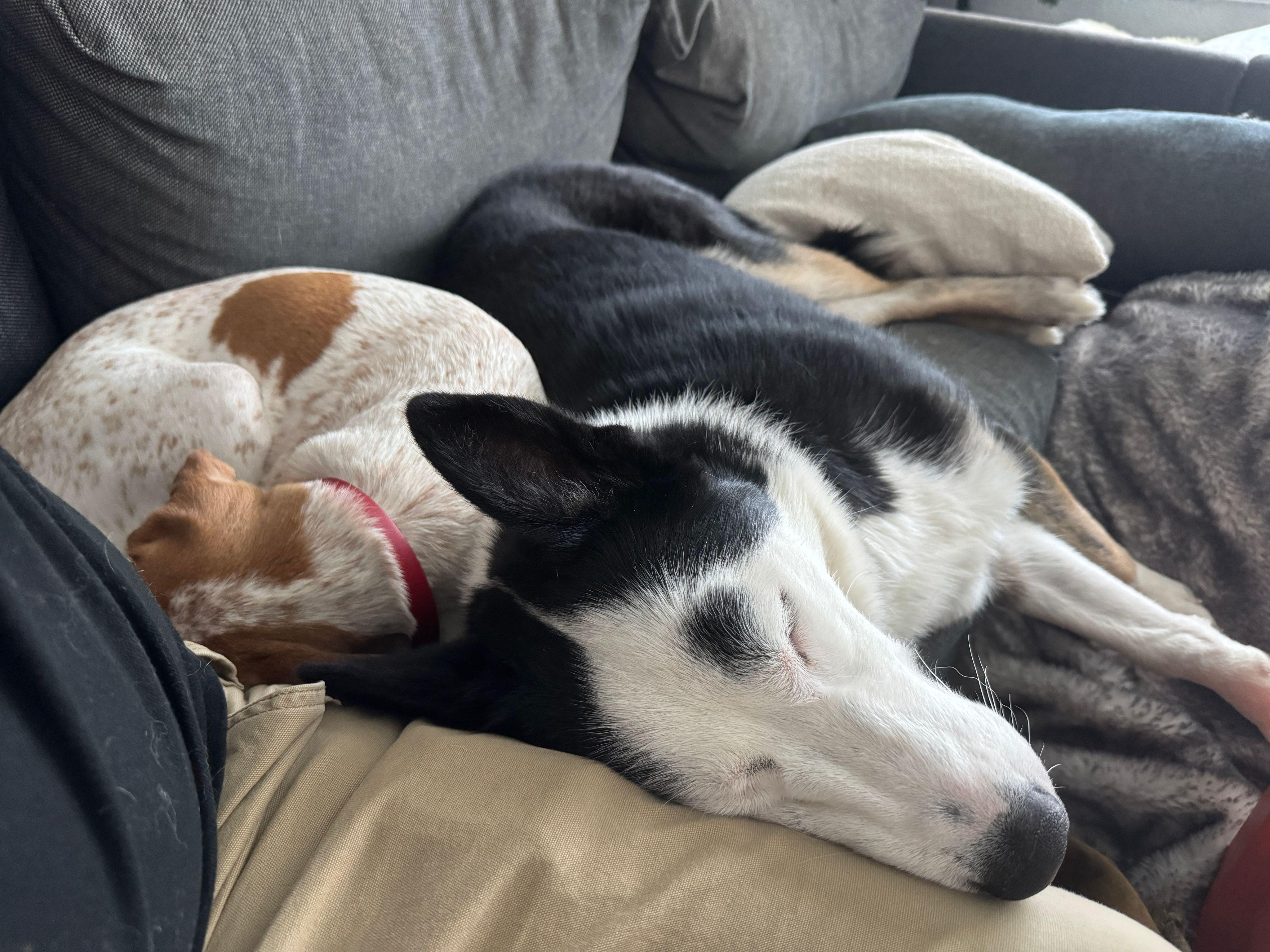 Arbutus (20240723-06), an adoptable Husky in Toronto, ON, M5H 2N2 | Photo Image 2