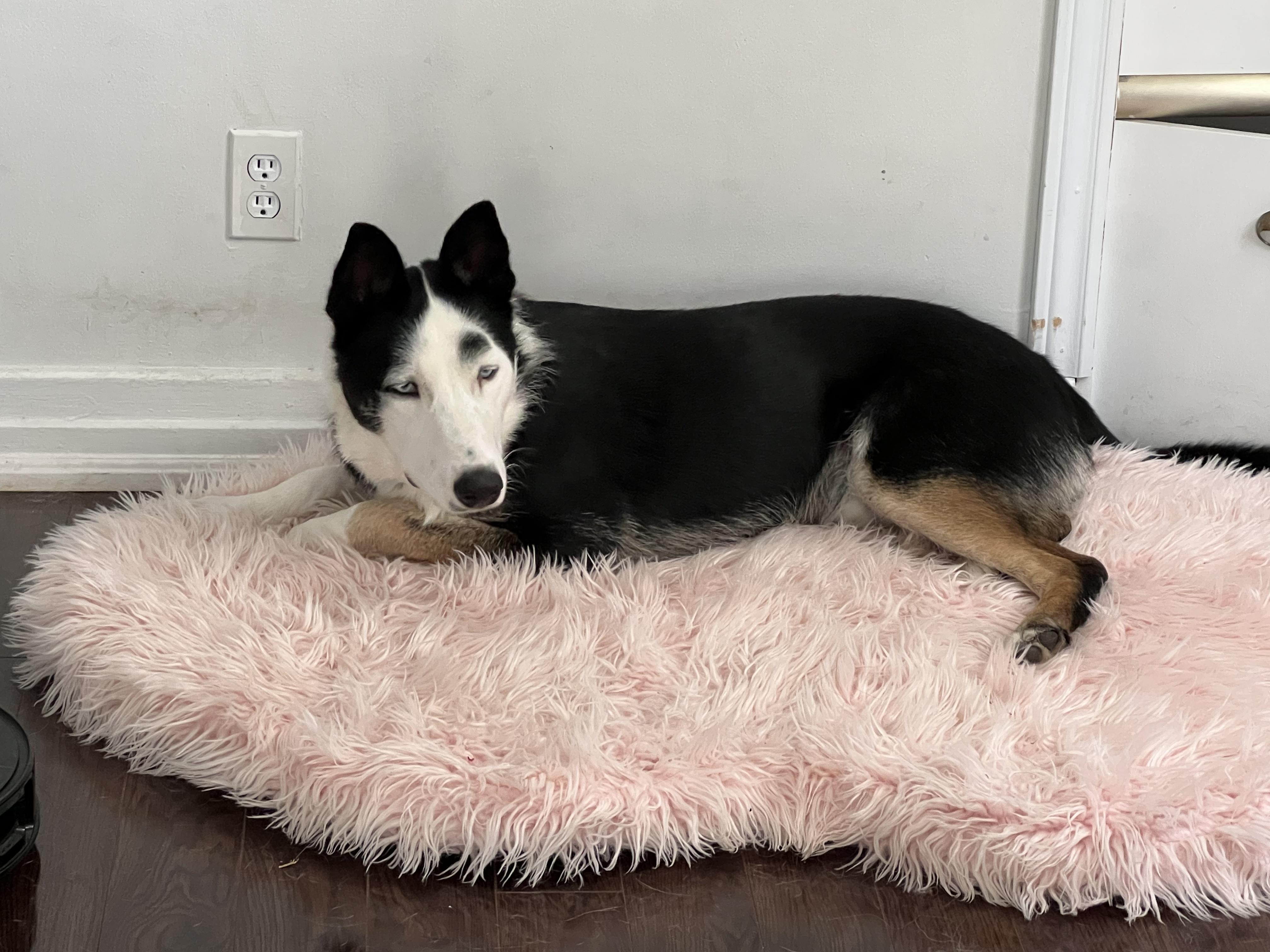 Arbutus (20240723-06), an adoptable Husky in Toronto, ON, M5H 2N2 | Photo Image 3
