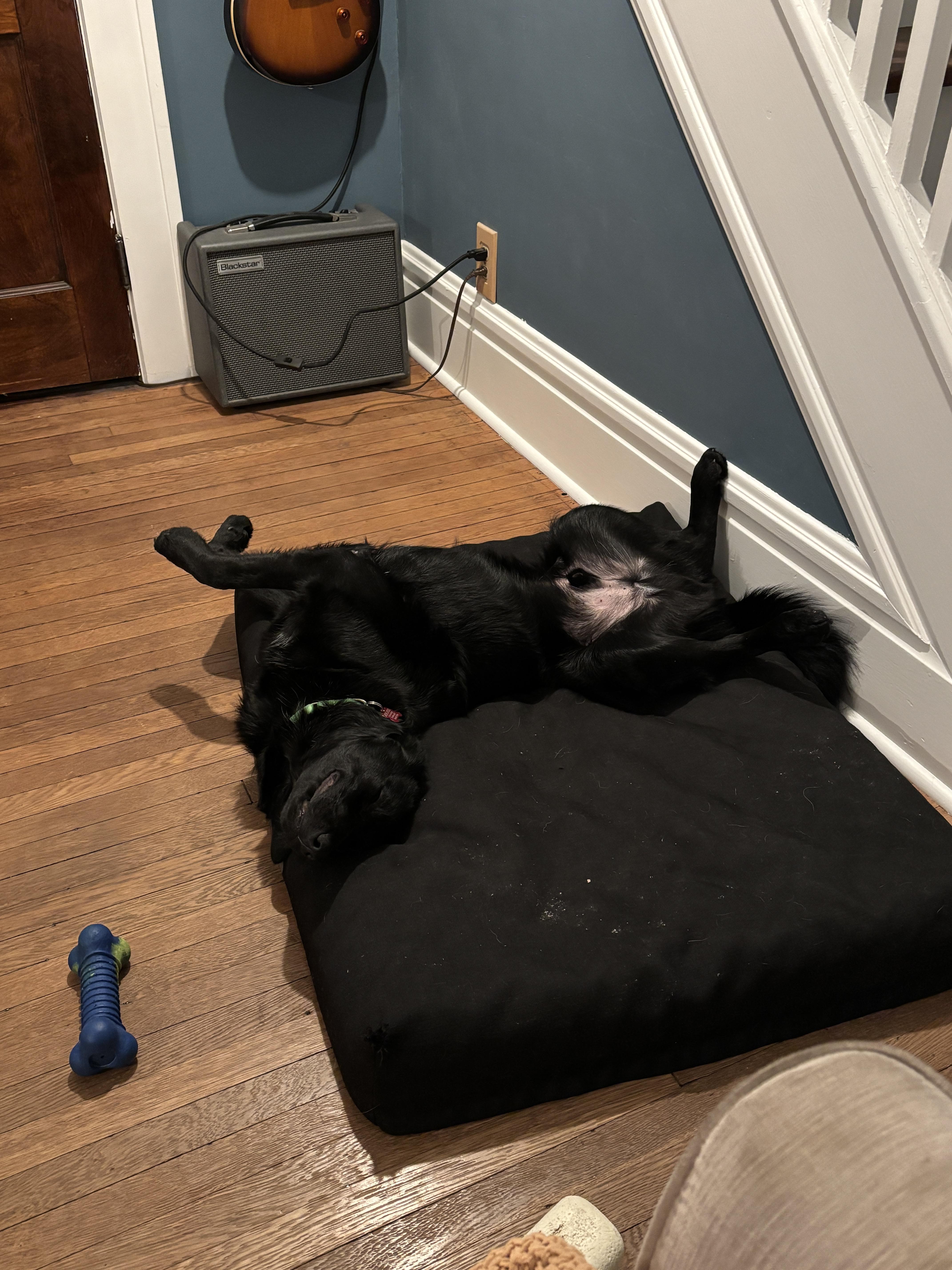 Enlarge Kirby, a Adoptable mixed breed in Medina, OH image 3/6