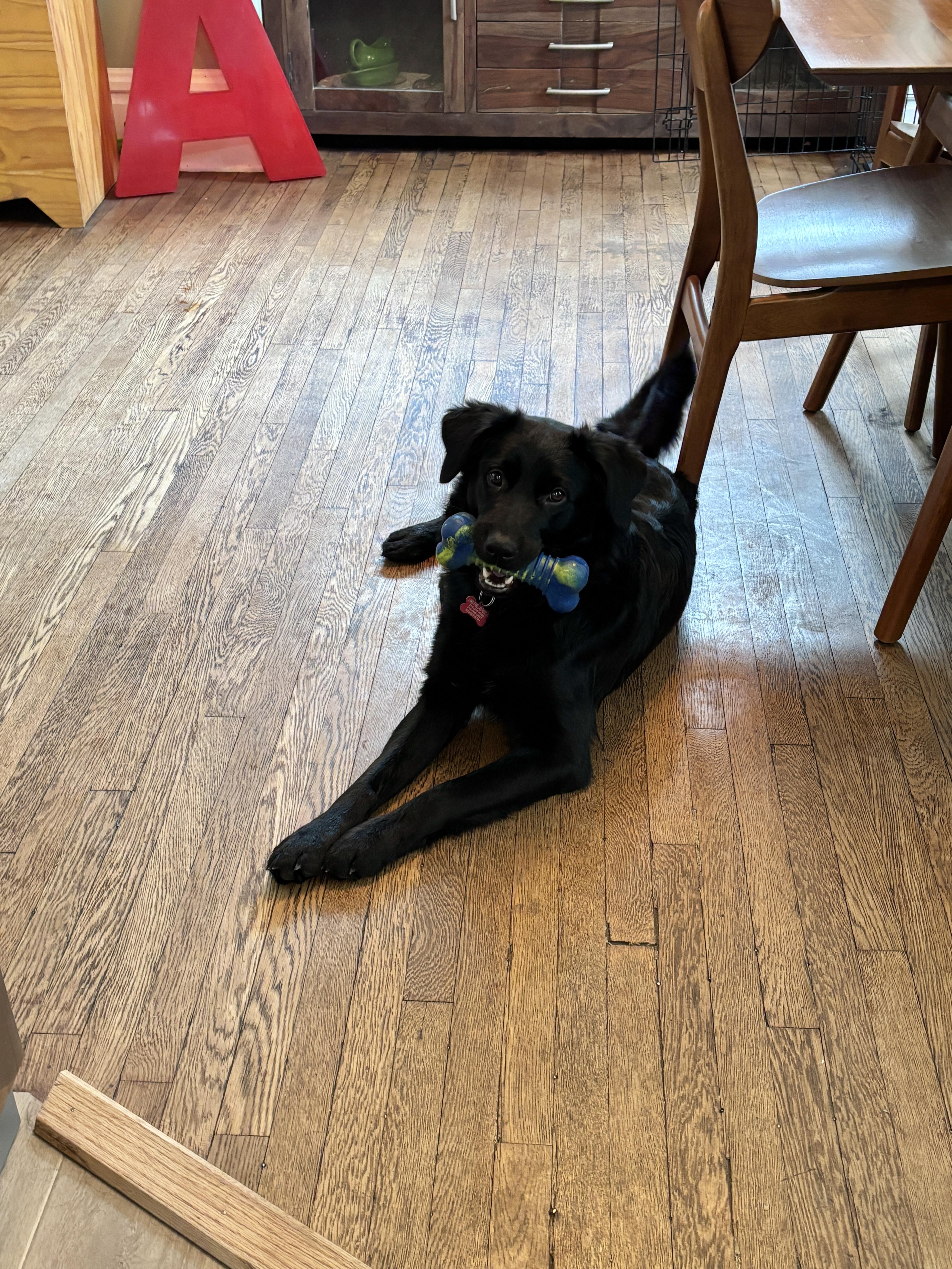 Enlarge Kirby, a Adoptable mixed breed in Medina, OH image 4/6