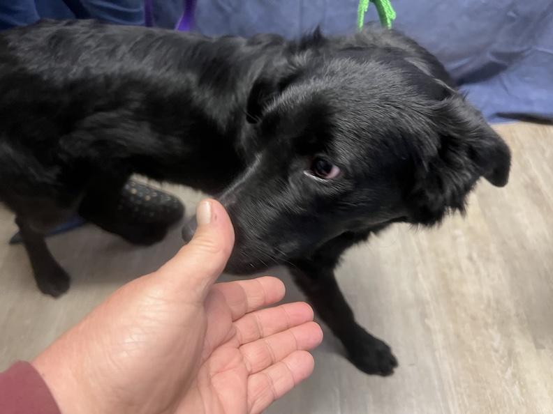 Kirby-Not Accepting Applications Yet!, a Adoptable mixed breed in Medina, OH image 4/4